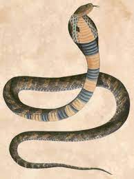 Naia Tripudians Var Fasciata Chinese Cobra Illustrations Of Indian Zoology Vol 2 Thomas Hardwicke Snake Illustration Fauna Illustration Snake Photos
