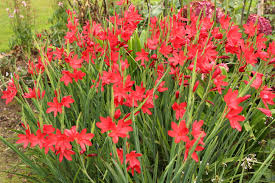 Image result for Hesperantha