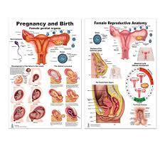 The three female parts of a plant are called the stigma, style and ovary. Female Reproductive Anatomy Pregnancy Birth Poster Amazon Com Industrial Scientific