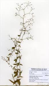 Image result for Oldenlandia affinis