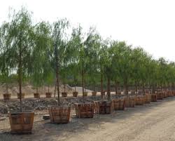 Image result for Schinus molle