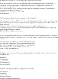 This phenomenal photosynthesis worksheet is full of interesting information about the processes. Cell Photosynthesis Cellular Respiration Test 2011 Answer 250 Points Any Way In Which You Want Pdf Free Download