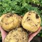 Lions Club of Scottsdale Spud Fest event image