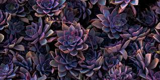 Vegetative propagation means that a parent cactus produces an offset asexually, and it doesn't include transferring of seeds. Goth Succulents Are A Thing Just In Time For Halloween