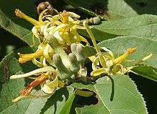 Image result for Grewia pubescens