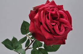 RÃ©sultat de recherche d'images pour "une rose rouge"