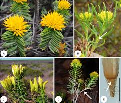 Image result for Pteronia acuminata