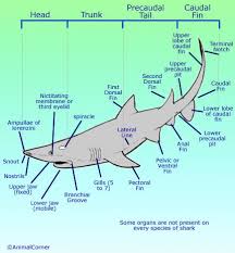 I belive your question refers to the «ampullae of lorenzini».these ampullae of lorenzini are sharks electroreceptor organs, and they are very efficient to detect and find prey, as. Shark Anatomy Facts Key Functions Diagram Pictures