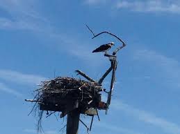Apple Valley High School officials are being careful not to disturb an  osprey family — mom, dad and newly hatched chicks — nesting in the lights  above the football stadium's 50-yard line.