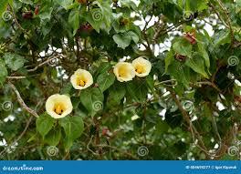 Image result for Thespesia populnea