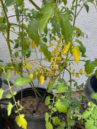 Image result for tomato seedling fusarium wilt