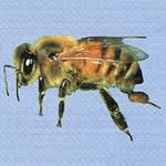 Many insects produce powerful smells called pheromones that they use to lure the opposite sex. 419 626 6900 Expert Pest Control Services Sandusky Port Clinton Spider Exterminators Hospital Pest Control