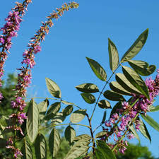 Image result for Eriosema monticola