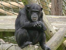 Pin By Yanis M On Singes Monkey World Chimpanzee Chimp