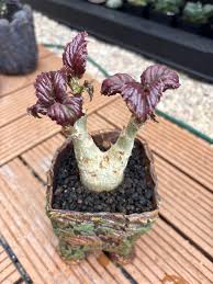 Image result for Cyphostemma subciliatum