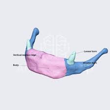 Image result for Hyoid Bone