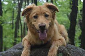 Perhaps most pressingly, what happens if they eat a grape? What Is Grape Poisoning And What Do Should I Do If My Dog Eats Grapes