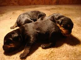 A cost / price guide for our rottweiler puppies for sale. German Rottweiler For Sale Virginia