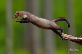 Image result for kuna lesní obrázky