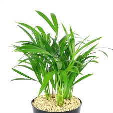 Image result for Dypsis lutescens