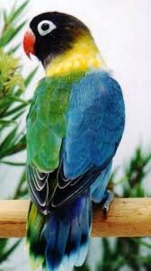 Chimerism Lovebird Love Birds Pet Pet Birds Animals Beautiful