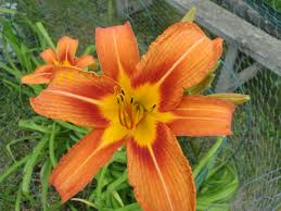 People living in asian cultures have incorporated daylilies into their cuisine; Hemerocallis Fulva Orange Daylily Common Daylily Tawny Daylily A Fascinating Green World