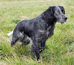 The Blue Picardy Spaniel Or Epagneul Bleu De Picardie Is A Breed Of Spaniel Originating In France From Around The Mouth Of The Epagneul Breton Epagneul Chien