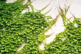 Shop our extensive range of climbing and wall plants, suitable for covering trellis, obelisks, arches and fences. Do Climbing Plants Damage Walls Laidback Gardener