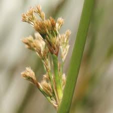 Image result for Schoenoplectus sp.no.3