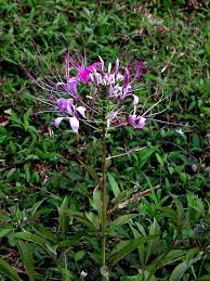 Image result for Cleome monophylla