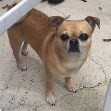 Although designer dogs are often thought of as. Meet Some Of The Most Perfect Pug Mix Dogs K9 Web