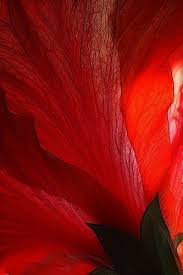 Hibiscus By Lord V Via Flickr Red Aesthetic Red Wallpaper Shades Of Red