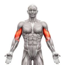 See more ideas about muscle names, workout, get in shape. An Overview Of The Body S Major Muscles Groups