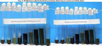 Image result for Spermacoce princeae