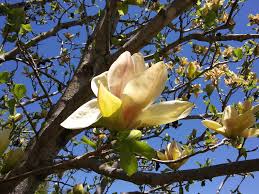 Image result for magnolie sunsation