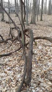 This tangle of grape vines is near the gate of the chain link fence around my pool. Poison Ivy Vines Or Wild Grape 550917 Ask Extension