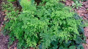 Image result for Hypolepis sparsisora