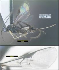 Retirees (and writers) know how to tell general time: Minimalist Revision And Description Of 403 New Species In 11 Subfamilies Of Costa Rican Braconid Parasitoid Wasps Including Host Records For 219 Species