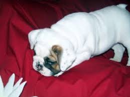 Maybe you would like to learn more about one of these? English Bulldog Puppies In Virginia