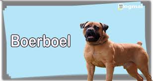 Boerboel Dog Breed Characteristics Appearance History