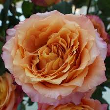 Rose stems should be cut and rehydrated upon receipt and the farm sleeve and protective cardboard insert should be left on for the first 4 hours of hydration.; June 2020 Rose Free Spirit Flowerbuzz Org