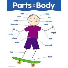 free parts of the body download free clip art free clip