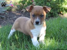 Jack Russell Mix Puppies For Sale Chihuahua Mix Puppies Cute Cats And Dogs Puppies