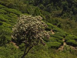 Image result for Vernonia brachycalyx