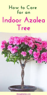 Indoor Azalea Trees Make Beautiful Houseplants Plant It In A Pretty Pot And Let The Flowers Be A Part Of In 2020 Indoor Flowers Azalea Flower Indoor Flowering Plants
