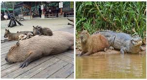 @yurivictor @isfet the capybara is a friend to all animals! Capybaras Are One Of The Most Friendly Creatures In The Animal Kingdom I Can Has Cheezburger