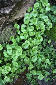 The indications on this website as to edibility should be considered an overall summary only, and not a definitive source of information about edibility of various species. Guide To Edible Plants Baltimore Magazine