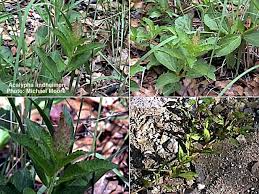 Image result for Swertia brownii