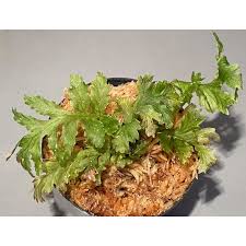 Image result for Crepidomanes mannii