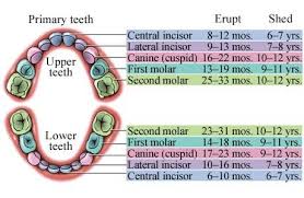 Great Chart For Baby Teeth Baby Teeth Kids Teeth Tooth Chart